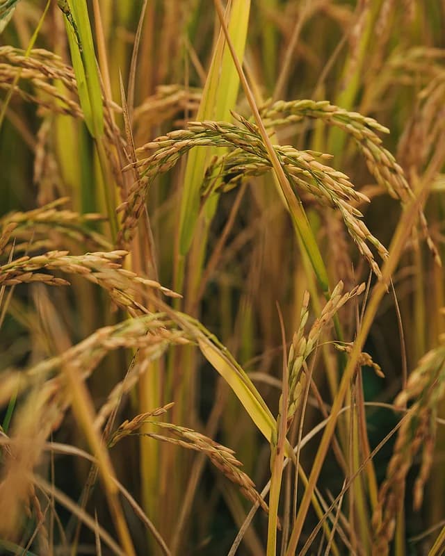 Golden rice ready for harvest in Punakha