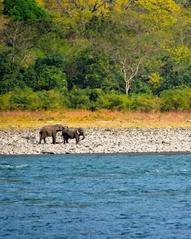 Wild elephants along a river in Royal Manas National Park