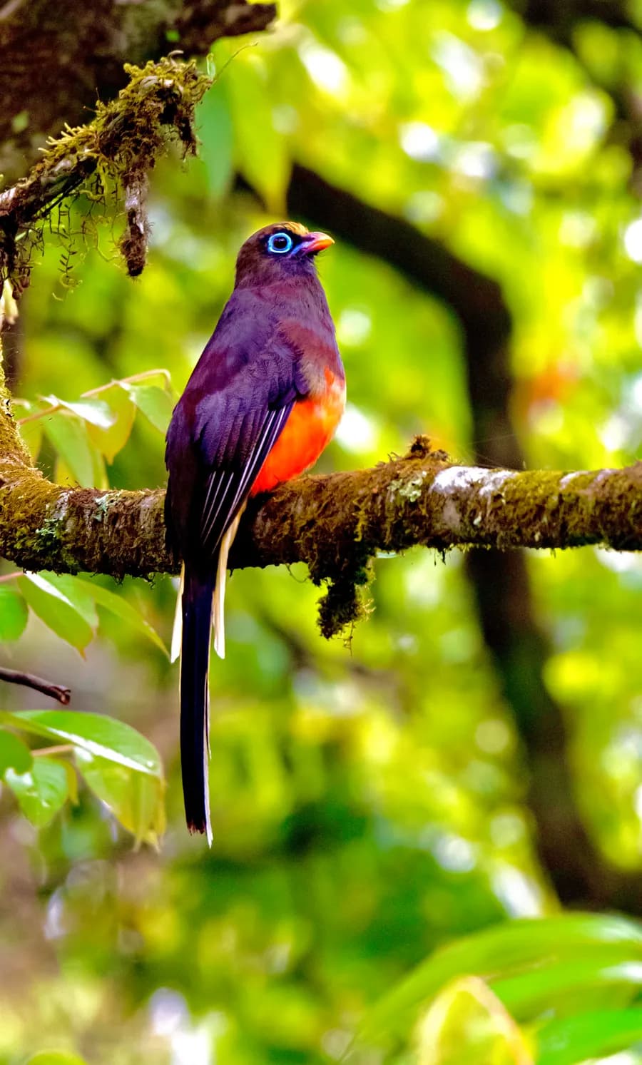 Himalayan forest habitat in eastern Bhutan