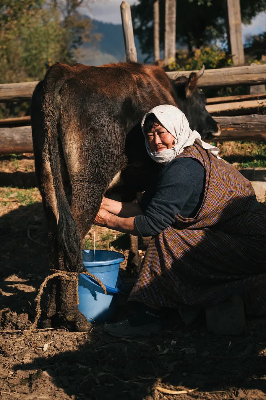 A Bhutanese woman in traditional dress milking a cow in a village farmyard