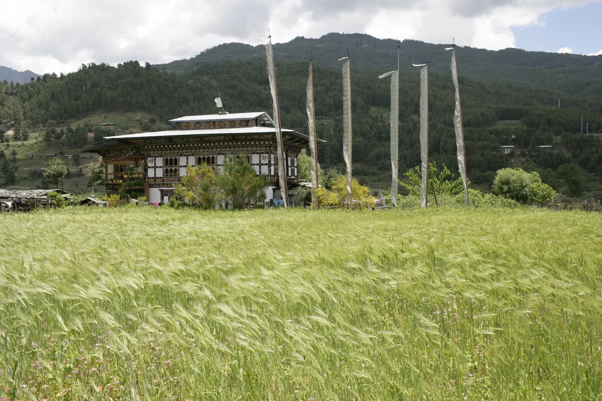 Traditional Bhutanese farmhouse with tall prayer flags rising above a golden barley field