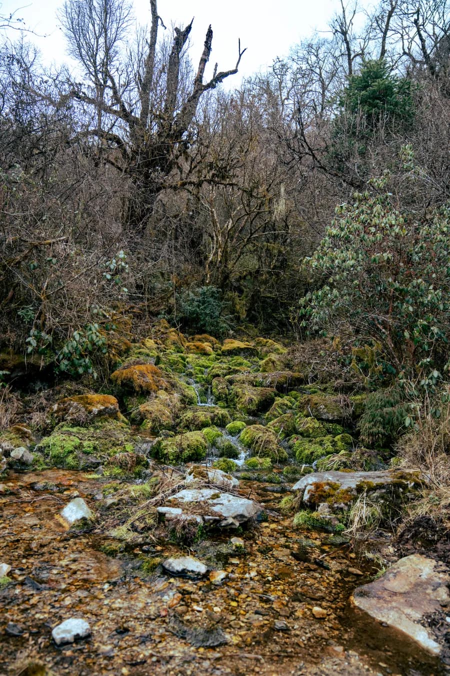 Rhododendron forest on the Sagala Trek near Haa