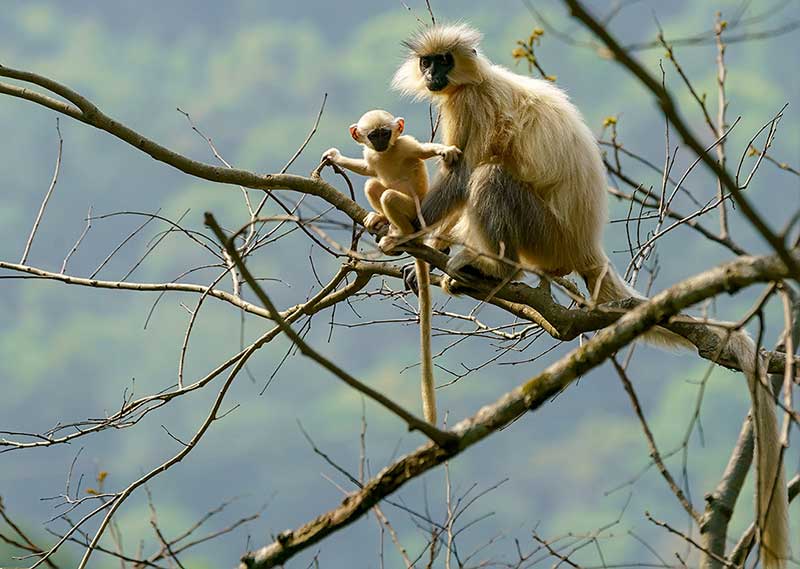 Nature Tours